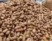 Market Surge: Karnataka Agriculture Hits High Gear as Cotton and Groundnut Prices Outpace MSP