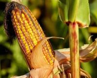 Market Turmoil in Madhya Pradesh as Major Crop Prices Plummet Below Minimum Support Levels