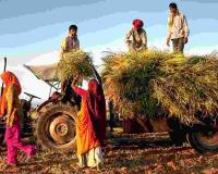 Market Volatility and MSP Disparities Define Andhra Pradesh’s 2026-27 Agricultural Outlook