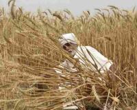 Market Volatility Challenges Karnataka’s Farmers as Prices Grapple with New MSP Benchmarks