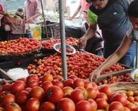 Market Volatility Hits Jammu & Kashmir as Tomato Prices Surge Amid Shifting Agricultural Arrivals