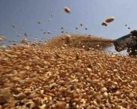 MP Agri-Market Watch: Wheat and Mustard Hold Firm as Maize and Groundnut Face Price Volatility