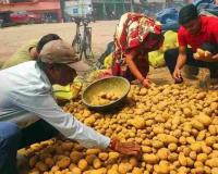 Nagaland Potato Market Shows Stable Inflow Amidst Price Consolidation