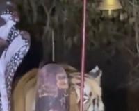 Nature Meets Divinity: Majestic Tiger Captured in Viral Moment at Forest Shrine in Katni