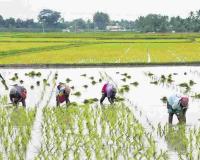 Odisha’s Agricultural Landscape: Paddy Remains Anchored to MSP as Vegetable Volatility Sparks Market Concerns