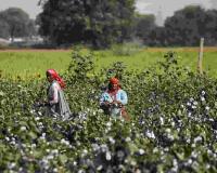 Punjab’s Agriculture Pulse: Cotton Defies MSP While Vegetables Face Price Volatility