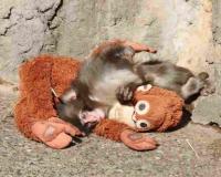 Resilience in the Macaque Troop: The Journey of Baby Punch and His Plush Companion