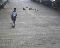 Terror in Pune: Chilling CCTV Footage Captures Brutal Stray Dog Attack on Toddler