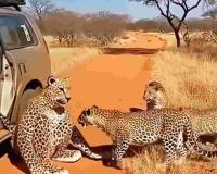 The Digital Safari: How AI-Generated Predators Are Blurring the Line Between Viral Humor and Real-World Risk