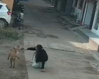 The Stray Menace: India’s Escalating Rabies Crisis Sparks Radical Calls for Culling