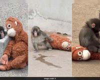 Viral Bond Between Orphaned Macaque and IKEA Plushie Sparks Global Demand and Resale Surge