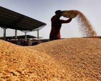 Wheat Prices Edge Above Federal Support Levels Amid Shifting Market Dynamics in Punjab
