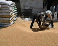 Bihar Agricultural Markets: Grain Prices Hold Firm Above Federal Floors as Vegetable Supplies Tighten