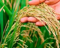 Bihar’s Agricultural Markets Steady as Paddy Prices Align with New MSP Benchmarks