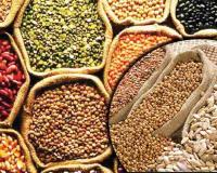 Cereal Prices Surge as Oilseeds Face Market Volatility Across Gujarat’s Agricultural Hubs