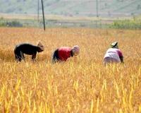 Chhattisgarh’s Agricultural Sector Faces Pricing Pressures as Commodities Trade Below Federal Benchmarks