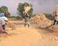 Chhattisgarh’s Rice Economy Gains Momentum as Paddy Prices Align with Federal Support Benchmarks
