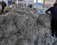 Cotton and Pulse Prices Surge as Market Arrivals Stabilize Across Telangana
