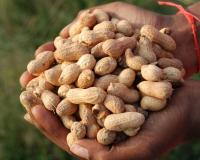 Groundnut Gold Rush: Andhra Pradesh Farmers Secure Massive Premiums as Pulses and Cotton Face Market Pressure