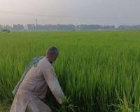 Haryana’s Agrarian Economy Witnesses Divergent Trends as Paddy Prices Skyrocket Amidst Cotton Slump