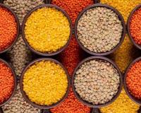 Lentil Prices Skyrocket in Assam as Regional Markets Outpace National Support Benchmarks