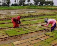 Market Premiums and Supply Surges: Karnataka’s Agricultural Sector Outpaces Support Benchmarks