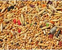 Market Volatility Hits Uttar Pradesh Mandis as Coarse Grain and Oilseed Prices Slip Below Support Levels
