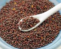 Market Volatility Leaves Rajasthan Farmers Bracing for Economic Impact as Prices Dip Below MSP