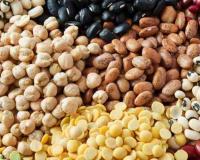 National Agriculture Pulse: Major Cereals and Oilseeds Outperform Federal Benchmarks Amid Robust Arrivals