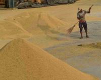 Premium Realities: Paddy Surges Beyond Support Price as Haryana’s Mandis Navigate Seasonal Volatility