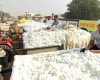 Punjab Market Trends: Cotton Prices Trail MSP as Vegetable Influx Stabilizes Regional Mandis