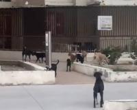 Safety Fears Mount as Stray Dog Packs Overrun Greater Noida Gated Community