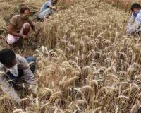 West Bengal Agri-Markets Rally as Mustard and Wheat Prices Surge Above Federal Support Levels