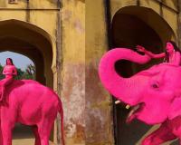 ‘Pink’ Elephant in Jaipur Photoshoot Sparks Controversy as Chanchal’s Death Raises Questions