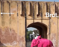 Painted Elephant Chanchal Sparks Outrage in Jaipur, Exposes Deep Concerns Over Captive Elephant Welfare