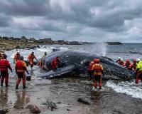 Operation Cushion: Private Funding Ignites High-Stakes Rescue for Stranded Humpback 