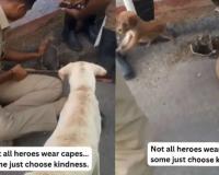 Viral Video Highlights Police Officer Rescuing Puppy, Sparks Widespread Praise Online