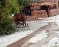 Arjunsar village in Bikaner district was blanketed with hailstones after a hailstorm and rainfall, with Padampur recording 11.5 mm rain. Videos on X show fields covered in a snow-like layer, marking a rare weather event in one of India’s driest regions.