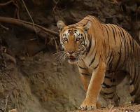 Tiger Death Crisis in Madhya Pradesh Spurs Proposal for New Protection Force in Satpura Tiger Reserve
