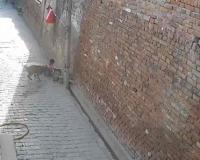 Stray Dog Terror in Muzaffarpur: Toddler Mauled to Death in Rajapunans Village