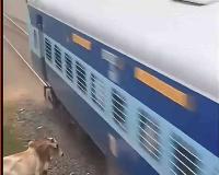 Investigation Reveals Viral Footage of Cow Rescuing Child from Moving Train to Be AI-Generated