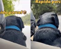 Rapido Driver’s Unexpected Commute with Canine Passenger Sparks Viral Sensation