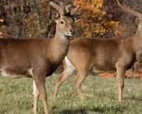 Supreme Court Allows Limited Retention of Deer at Delhi’s AN Jha Deer Park with Strict Conditions