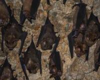 India’s Bat Diversity Under Threat as Landmark Study Reveals Severe Research Gaps