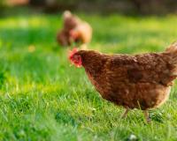  Urban China Embraces Chickens as Companion Pets in Growing Lifestyle Shift