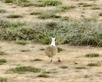 Great Indian Bustard Conservation Efforts in Kutch Suffer Major Setback as Naliya Grasslands Chick Goes Missing Despite Intensive Protection