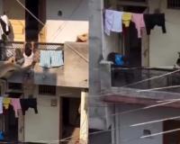 Miraculous Intervention: Langur Rescues Toddler from Fatal Fall in Viral Footage