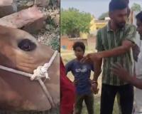 Brutal Animal Cruelty Uncovered in Barabanki: Cattle Blindsided with Chili Powder in Attempted Transport