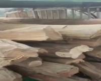 Forest Watcher Caught on Camera Aiding Illegal Timber Smuggling in Lakhimpur Kheri; Immediate Action Initiated