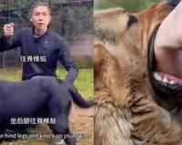 Pitbull Mauling of Young Child in Public Park Sparks Global Outrage and Urgent Safety Debate